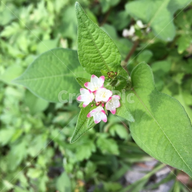잔잔과,acanthaceae,식물,blossom,flower,plant,식물,자연,plants,nature,꽃,flower