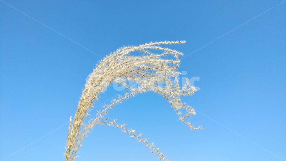 grass,plant,식물,lawn,잔디,갈대,흩날림,하늘,식물,자연,plants,nature