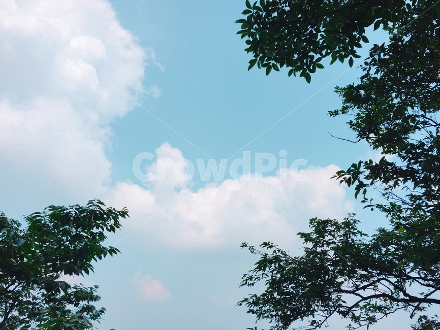 하늘,나무,자연,구름,여름,풍경,자연,풍경,nature,landscape,outdoors,옥외