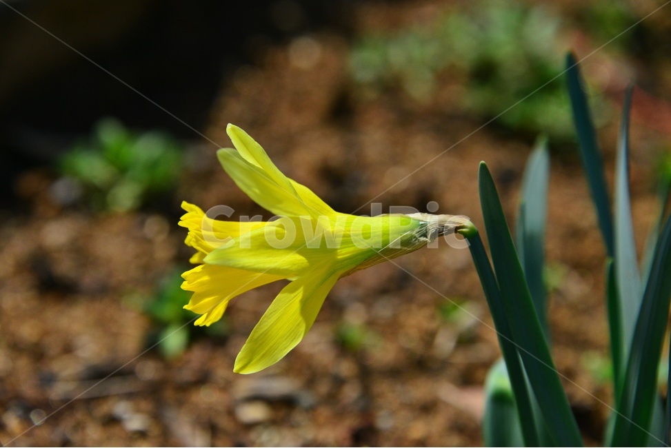 plant,식물,blossom,flower,꽃,수선화,수선화꽃,노란꽃,식물,자연,plants,nature,꽃,flower