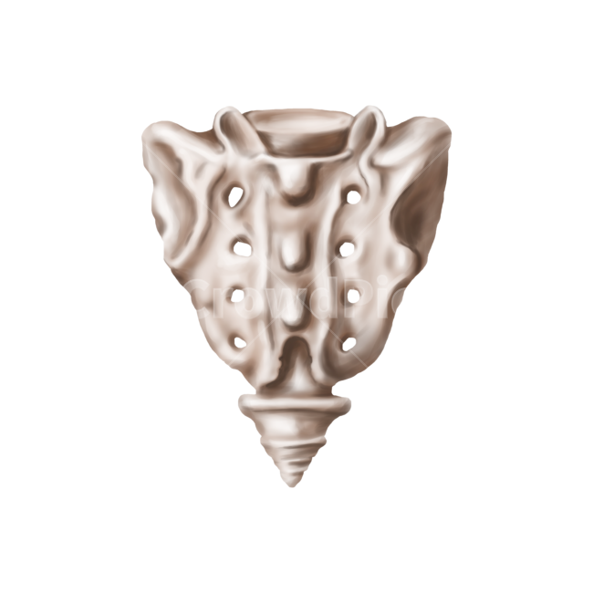메디컬,medical,png,일러스트,메디컬일러스트,해부학,anatomy,bone,척추,디스크,추간판,천추체,누끼,remove background
