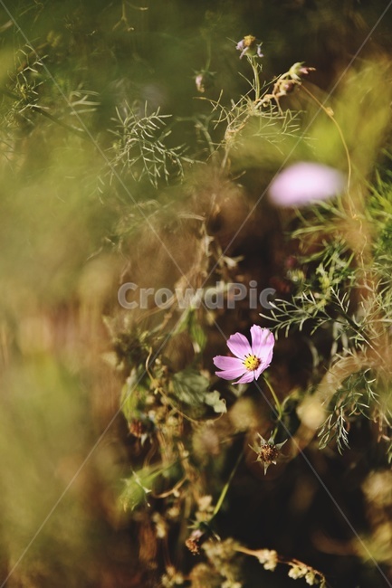 코스모스,cosmos,꽃,flower,green,garden,가을,계절,fall,autumn,season,식물,자연,plants,nature,꽃,flower,plant,blossom,geranium,제라늄,moss,이끼,bush,부시,vegetation,초목
