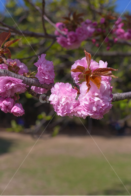 꽃,나무,벚꽃,분홍,하트,식물,자연,plants,nature,꽃,flower