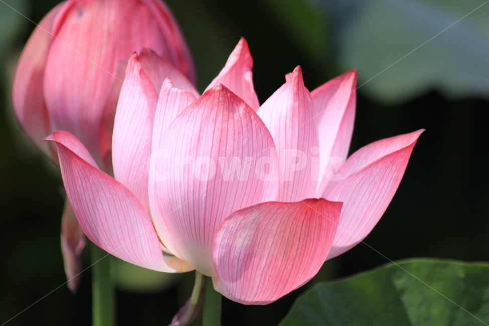 분홍꽃,플라워,연꽃,꽃,식물,Plant,flower,식물,자연,plants,nature,꽃,flower