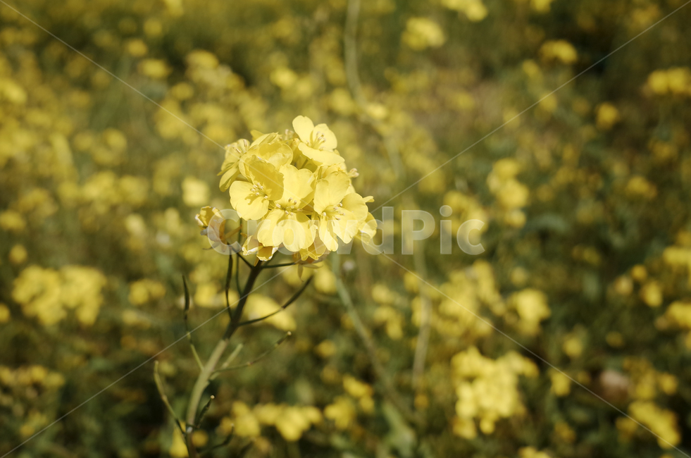 유채꽃,유채,봄꽃,봄,노란꽃,yellow,green,flower,꽃,plant,식물,초록