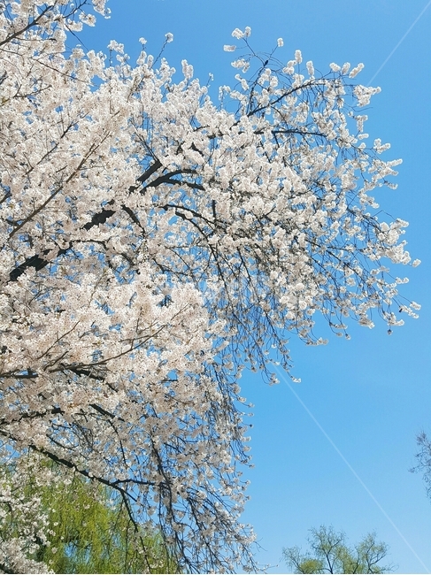 벚꽃,꽃,신선,spring,flower,plant,blossom,cherryblossom,fresh