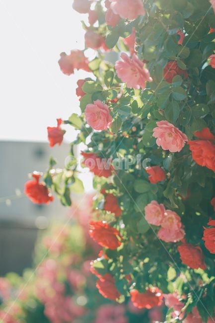 장미,봄,rose,spirng,flower,감성사진,식물,자연,plants,nature,꽃,flower