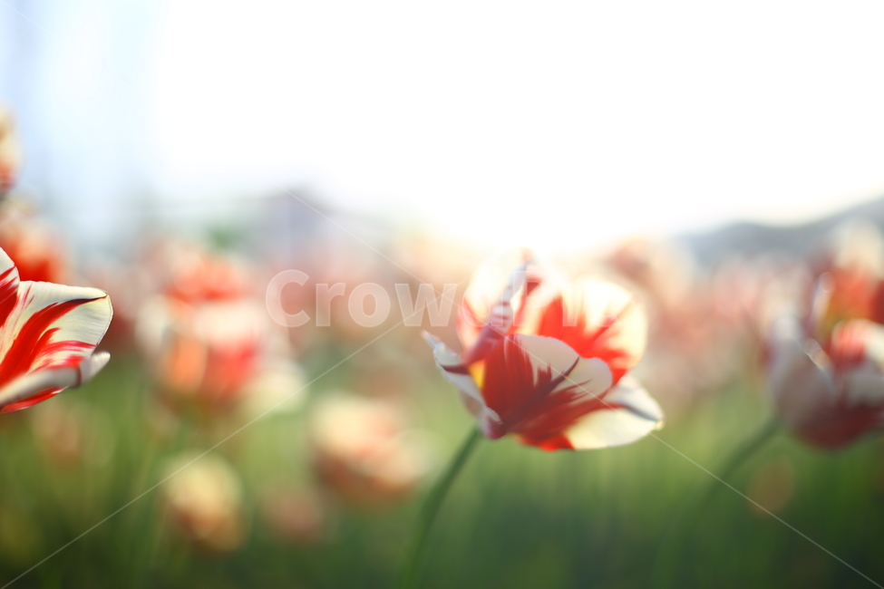 봄,김해,튤립,햇살,꽃말,연지공원,봄,계절,spring,season,식물,자연,plants,nature,꽃,flower,감성,sensible,feeling,plant