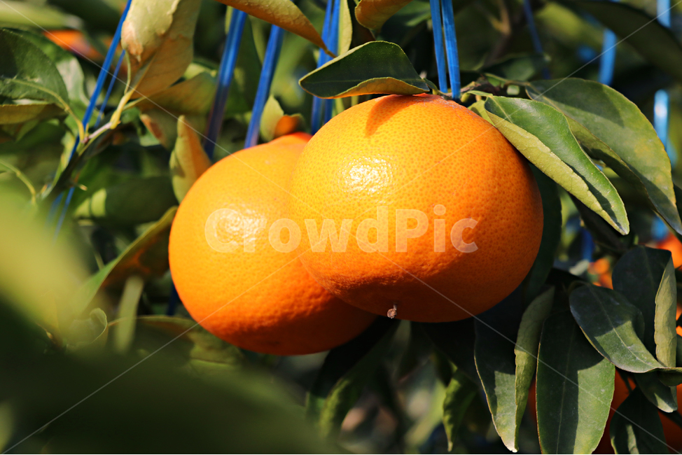 천혜향,제주천혜향,감귤류,감귤류과일,fruit,음식,cheonhyehyang,주황색과일,과일,과일,열매,fruit