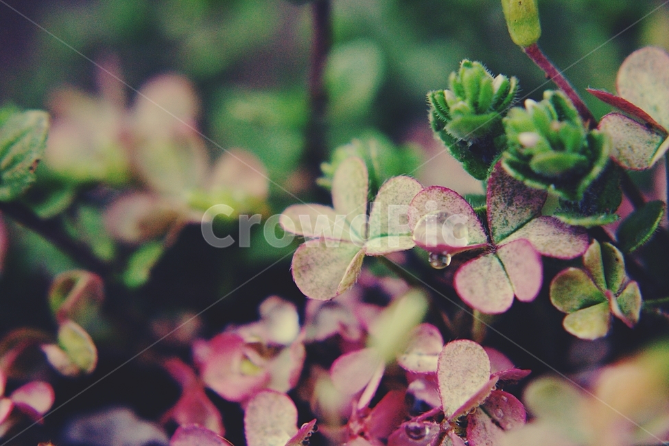 풀,grass,이슬,dew,접사,식물,자연,plants,nature,감성,sensible,feeling