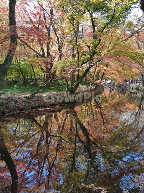 가을,가을나무,가을산,단풍,단풍나무,알록달록,전북,전라북도,전라북도고창군,고창군,선운산도립공원,선운산,절경,풍경,자연,가을,계절,fall,autumn,season,plant,식물,tree,나무,tree trunk,나무 줄기,land,땅,outdoors,옥외,nature,water,물