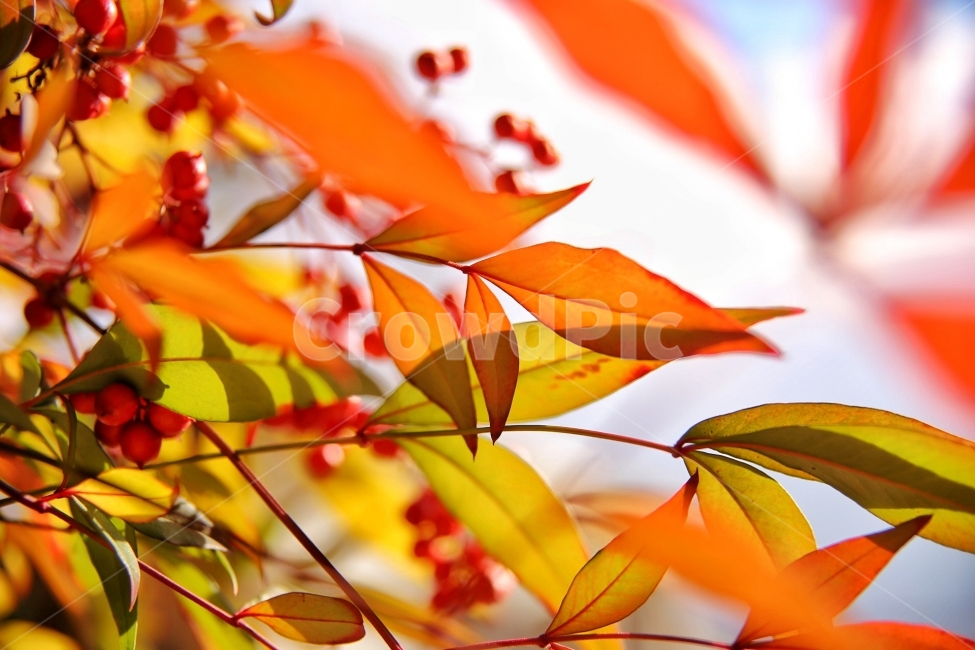 붉음,버찌,나무,식물,햇살,열매,나뭇잎,벚나무,tree,red,sunbeams,가을,계절,fall,autumn,season,식물,자연,plants,nature,색깔,색상,색채,색감,color sense,color sensitivity,feeling of color,leaf,잎,plant