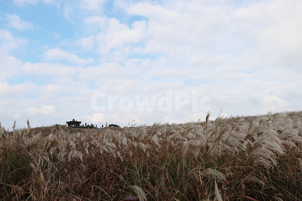 산굼부리,갈대,풍경,자연,식물,plant,grass,reed,nature,가을,계절,fall,autumn,season
