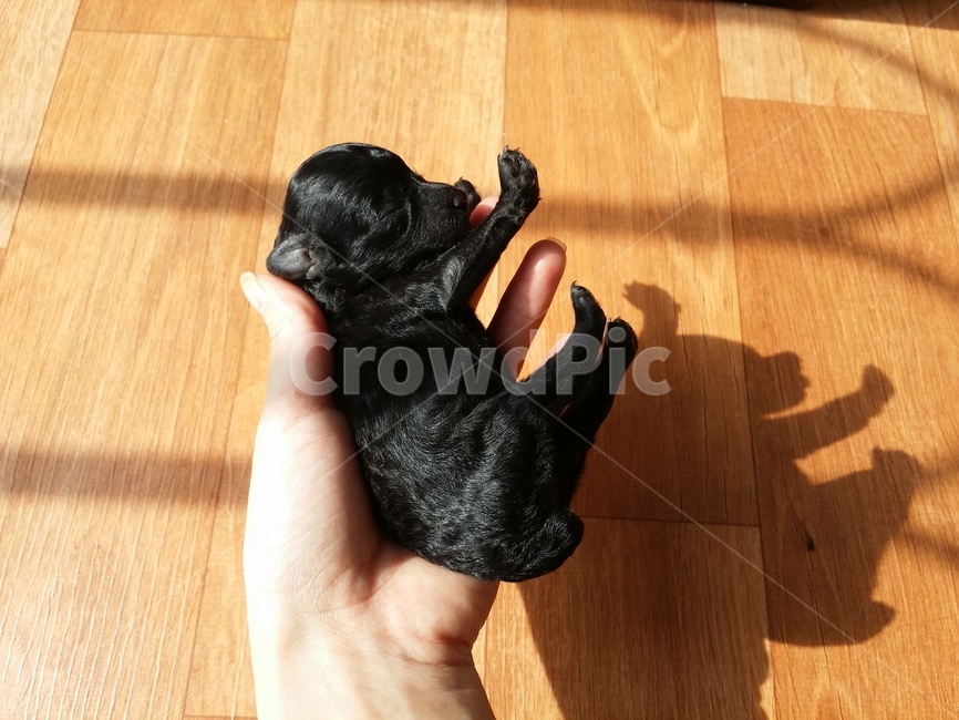 블랙푸들,푸들,아기,강아지,개,dog,animal,pet,포유류,born,puppy,newlyborn,black,동물,animal,포유류,mammal,개,강아지,dog,doggy