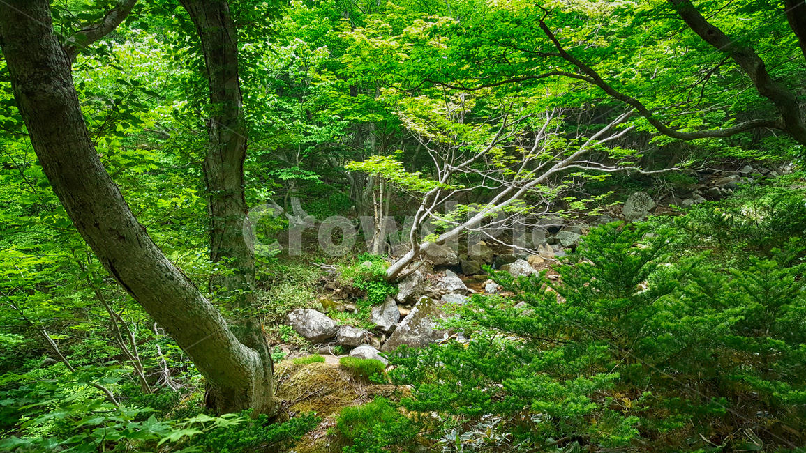 한라산,한라산영실코스,영실코스,한라산등산로,한라산풍경,한라산숲길,숲길,숲,나무,tree,식물,plant,나무줄기,등산로풍경,풍경,자연,자연,풍경,nature,landscape