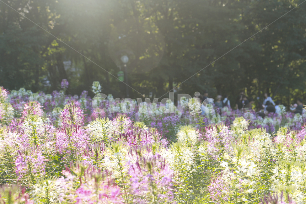 flower,꽃,자연,nature,따뜻함