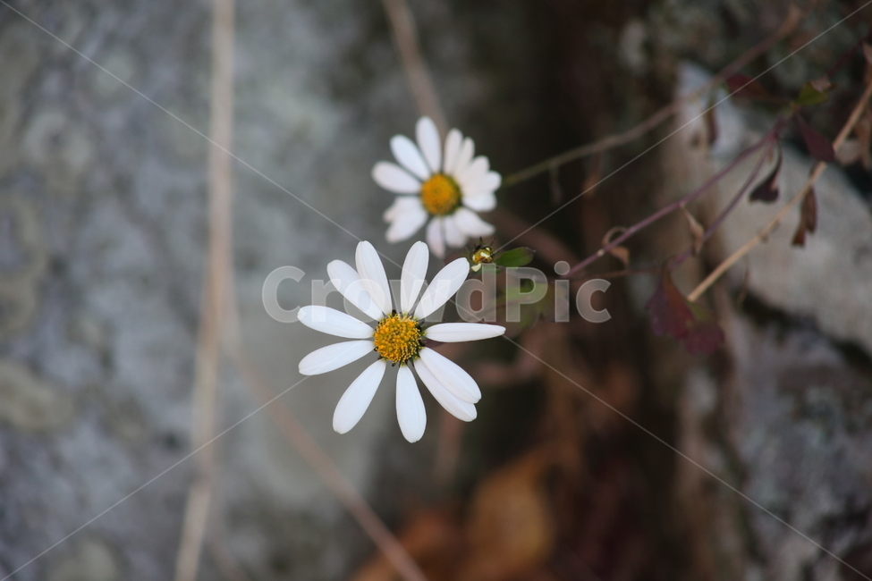 쑥부쟁이,꽃,식물,야생화,asteryomena,식물,자연,plants,nature,꽃,flower