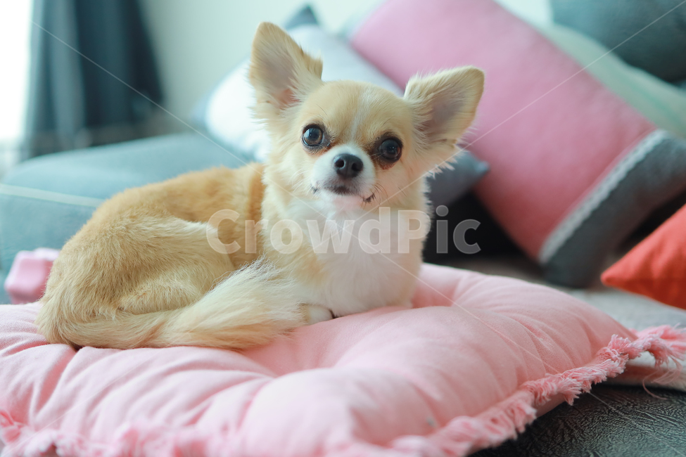 가족,반려견,치와와,강아지,감성사진,따뜻함,동물,개,animal,happy,dog