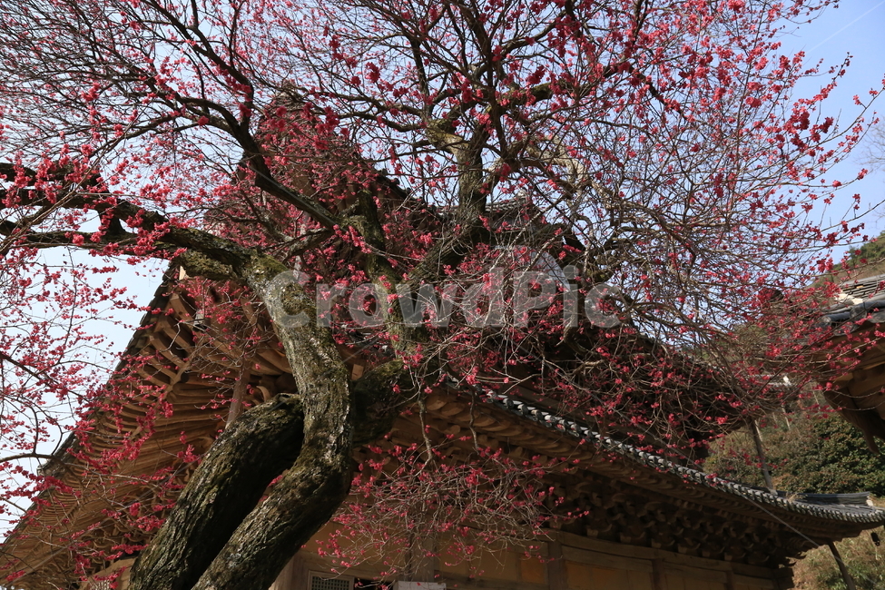 구례화엄사,각황전흑매화,매화,꽃,봄,봄,계절,spring,season,한국전통,한국문화,korean traditional,korean culture,식물,자연,plants,nature,나무,trees,wood,종교,신앙,religion,belief,faith,건축물,건물외관,exterior,building,structure,architecture,construction,plant