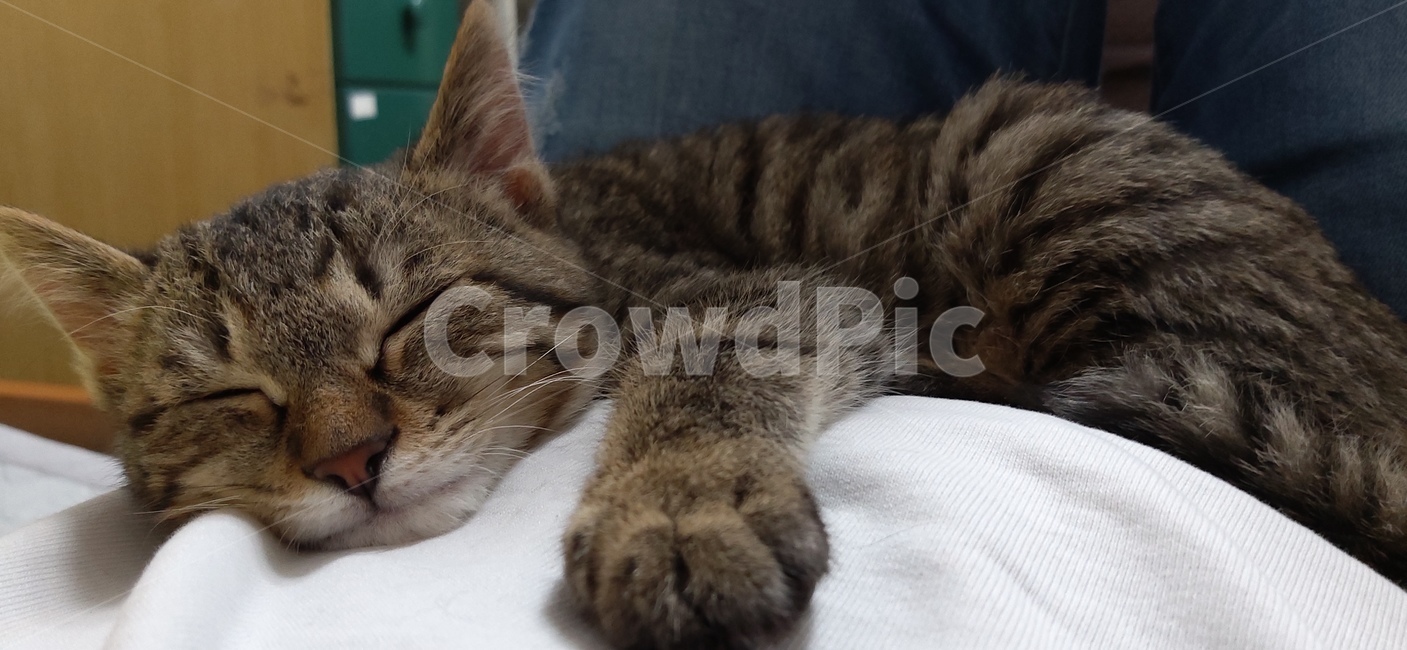 cat,고양이,animal,동물,pet,mammal,포유류,동물,animal,포유류,mammal,고양이,cat,kitten,kitty