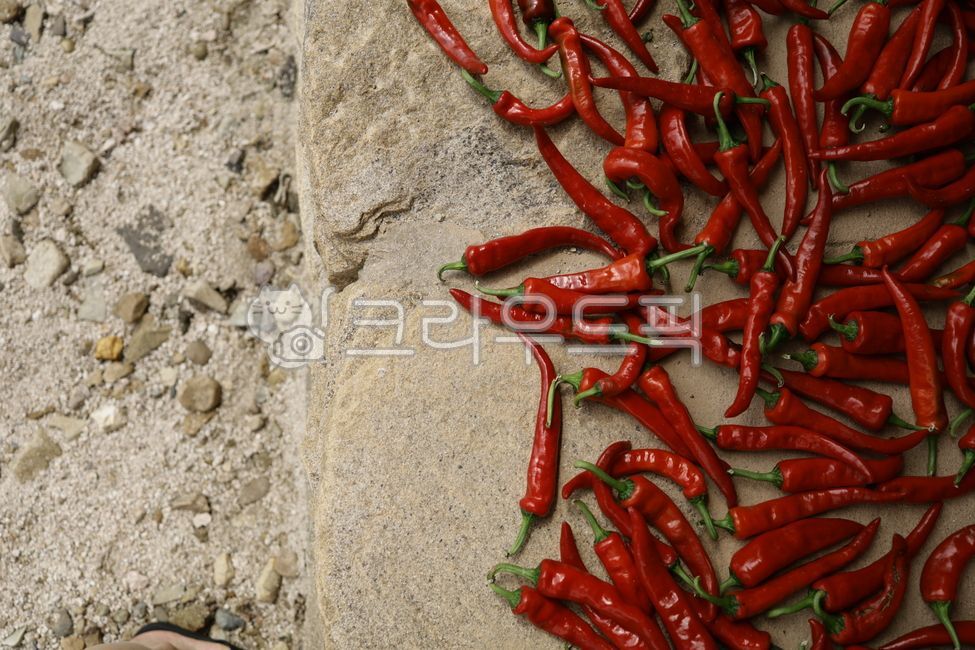 빨간고추,고추말리기,고추장,야채,채소,김치,김치만들기,김치재료,식재료,매콤,매운맛,캡사이신,음식,음식재료,김장김치,김장,김장재료,고추,고춧가루,맵다,농사,요리,빨간색,red,food,cook,meal,dishesfood,고추장아찌