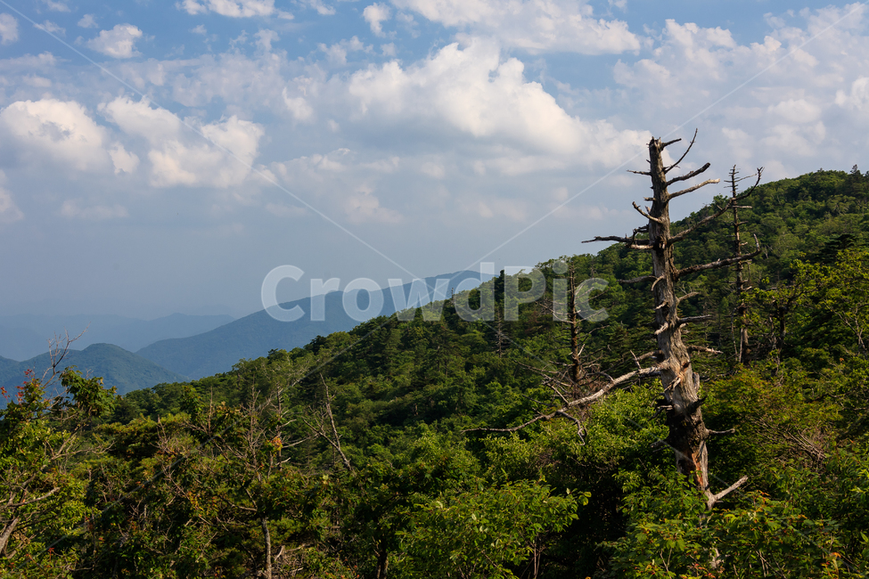 알펜시아,강원도,환경,농촌,구름,숲,공원,맑은,풍경,여름,자연,풍경,nature,landscape,outdoors,옥외