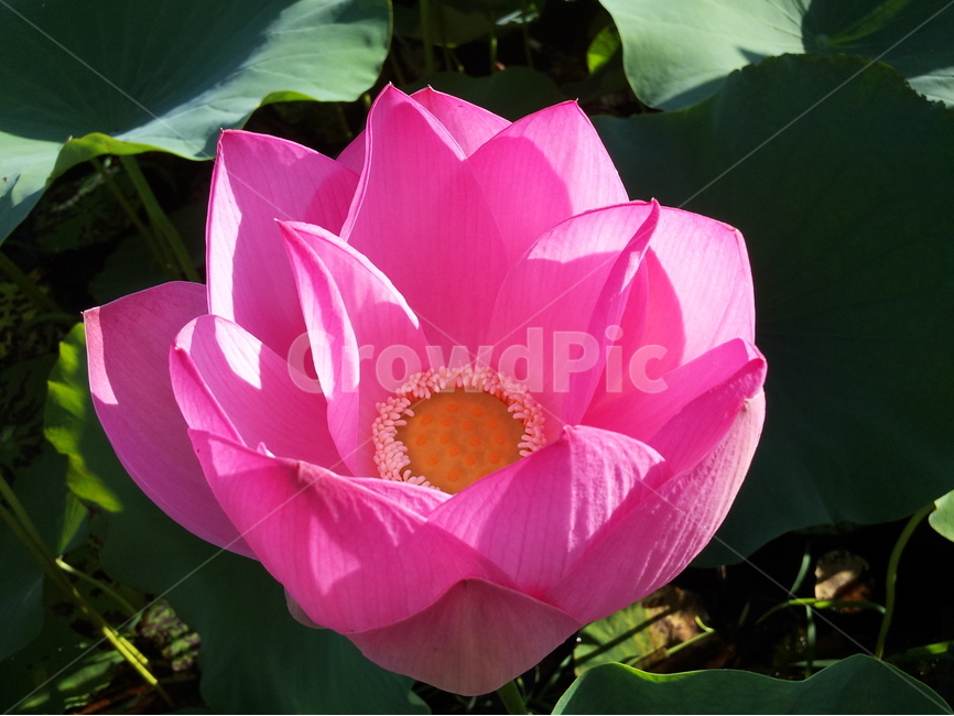 연꽃,여름,핑크,풍경,연못,식물,자연,plants,nature,꽃,flower