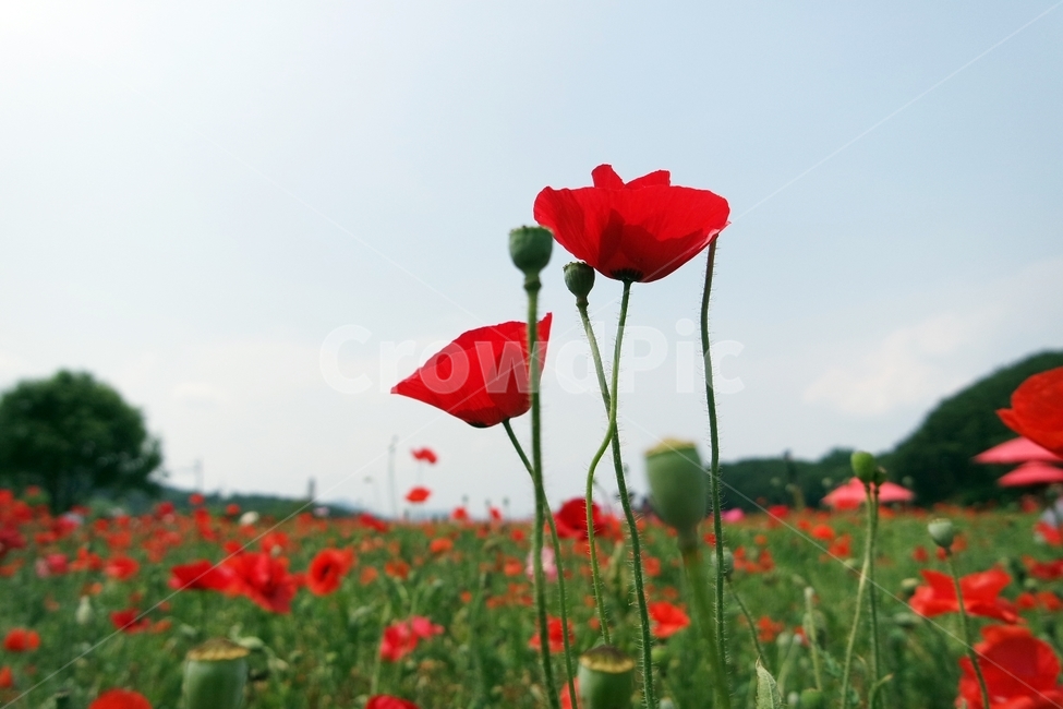꽃양귀비,양귀비,양귀비꽃,붉은색꽃,꽃사진,양귀비축제,식물,자연,plants,nature,꽃,flower