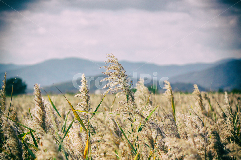 가을,계절,갈대,갈대밭,순천만,자연,풍경,fall,autumn,seasons,reed,bay,suncheonbay,만,nature,landscape,가을,계절,fall,autumn,season,식물,자연,plants,nature,감성,sensible,feeling,plant,grass,잔디