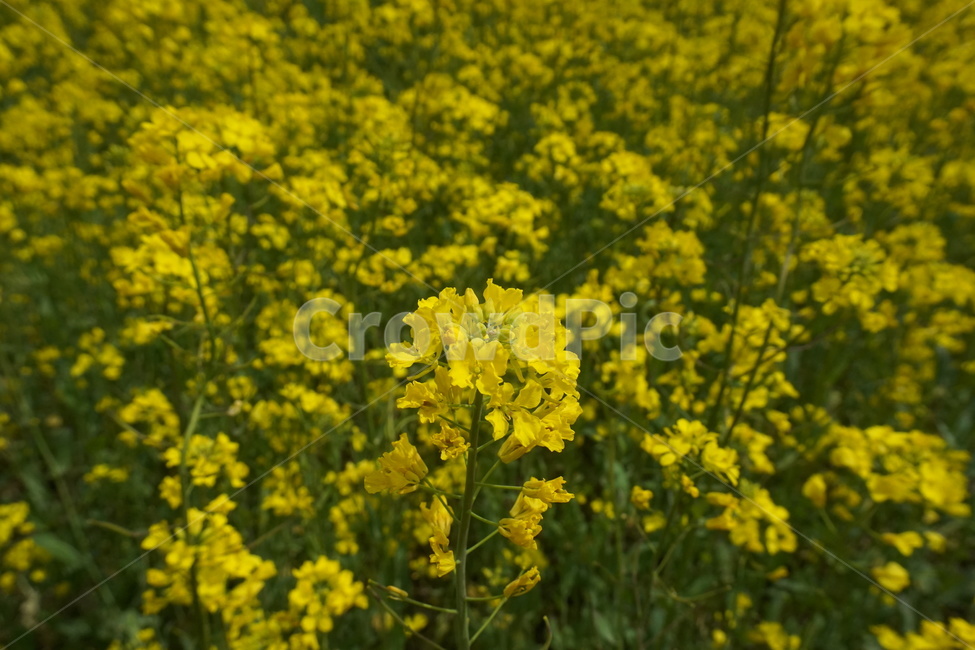 유채꽃,유채꽃밭,봄,자연,꽃,나무,유채,spring,flower,노란꽃,봄,계절,spring,season,식물,자연,plants,nature,꽃,flower,field,들