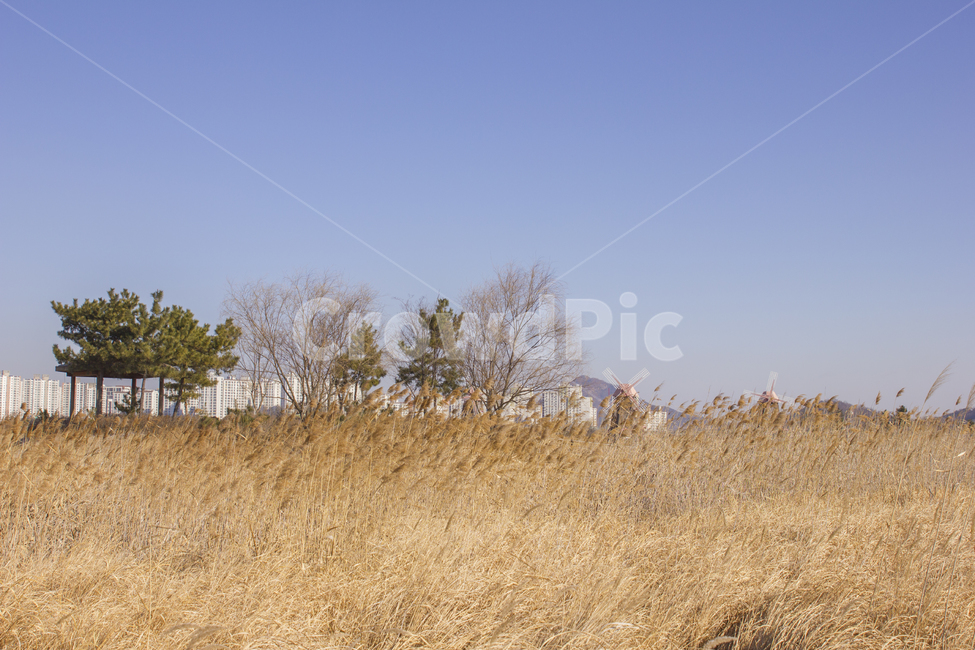 겨울,가을,갈대,풍경,감성,풍경사진,감성사진,가을사진,겨울사진,외로움,쓸쓸함,겨울,계절,winter,season,자연,풍경,nature,landscape,한국자연풍경,한국자연경관,korea nature landscape,outdoors,옥외,grassland,목초지,field,들,savanna,대초원