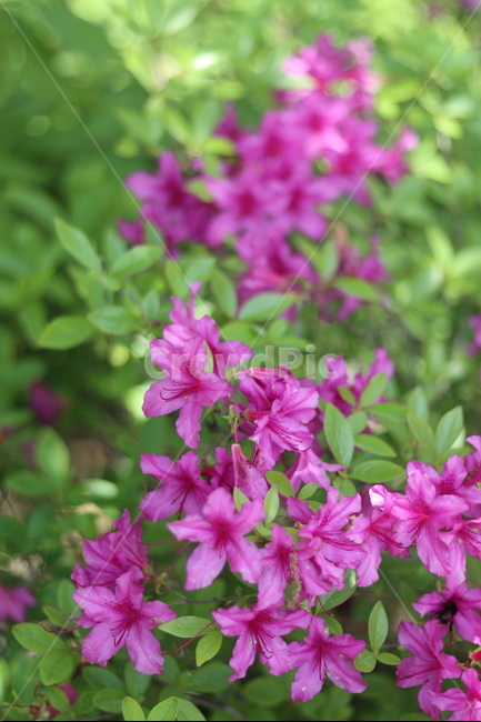 영산홍,핑크,빛,연두잎,따스함,식물,자연,plants,nature,꽃,flower