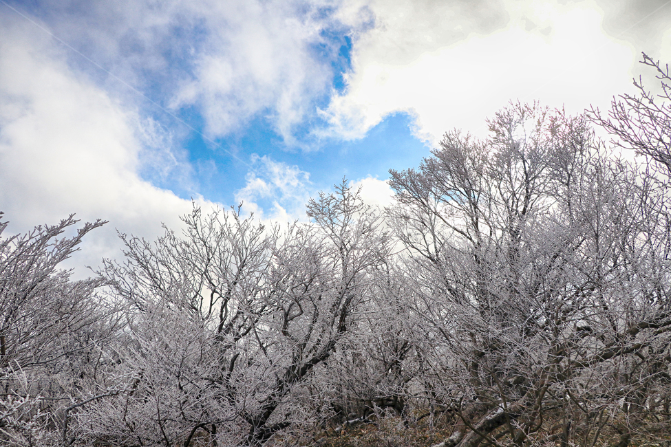 제주도,한라산,1100고지,한라산1100고지,설경,눈꽃,눈,snow,자연,옥외,outdoors,nature