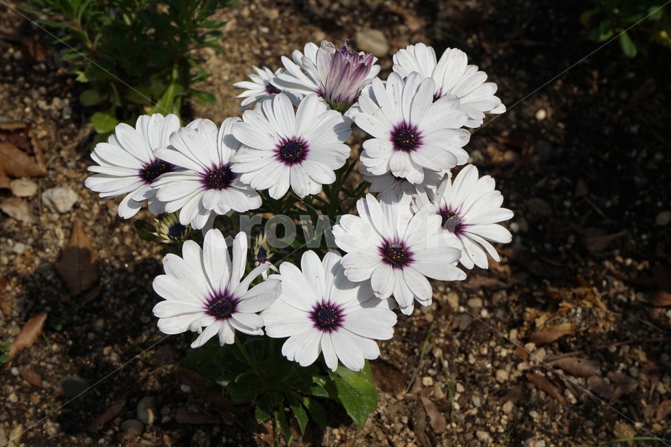 오스테오스펄멈,꽃,봄,자연,식물,아프리카원산,아프리칸데이지,flower,plant,floral,garden,Osteospermum,디모르포테카,데모루,오스테오스퍼멈,봄꽃,원예,spring,bloom,gardening,향기,화사,동그라미,꽃잎,암술,수술,beautiful,식물,자연,plants,nature,꽃,flower