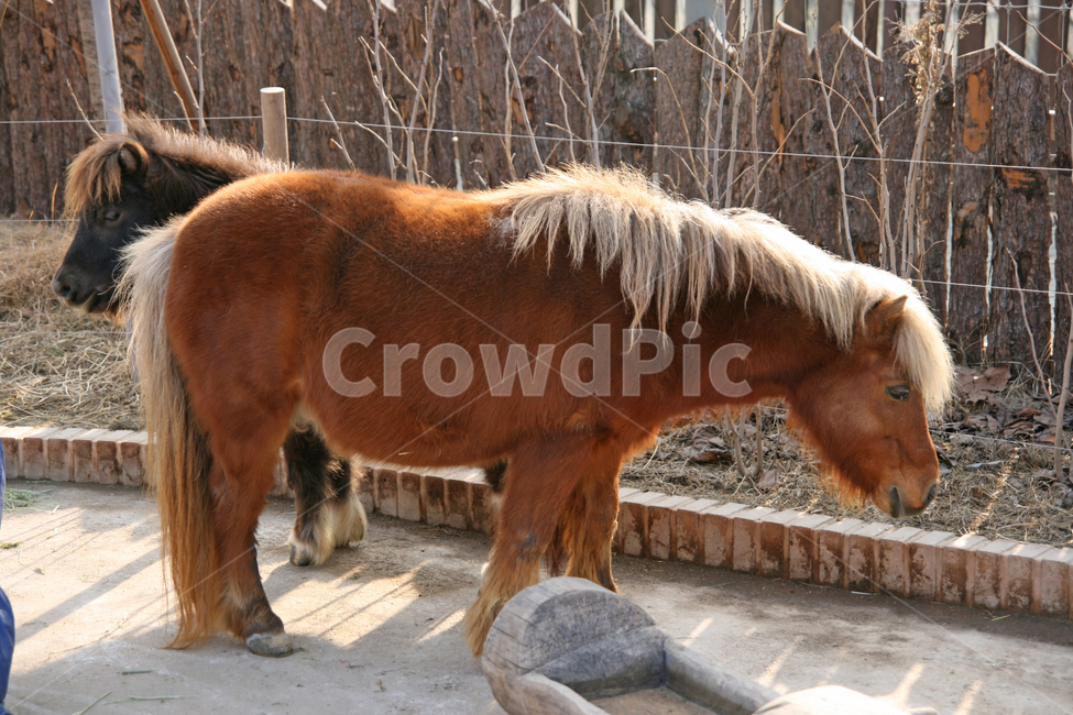 동물원,동물,조랑말,zoo,animal,pony,동물,animal,포유류,mammal