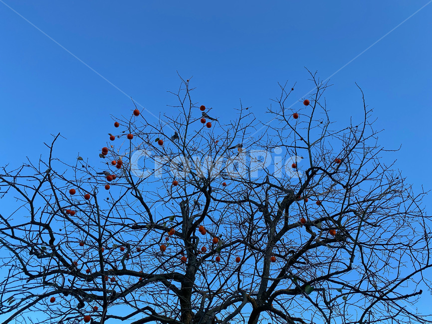 가을,나무,감나무,하늘,까치,식물,자연,plants,nature,나무,trees,wood