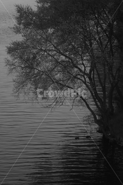 감성,감성흑백,강,나무,커플,오리,식물,자연,plants,nature,나무,trees,wood,흑백,모노톤,monochrome,black and white