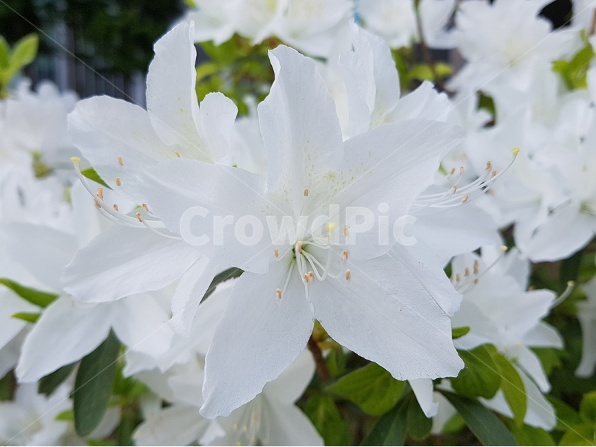 철쭉,봄,꽃,자연,흰색,순백,웨딩드레스,신부,flower,nature,꽃사진,바탕사진,식물사진,식물,자연,plants,nature,꽃,flower