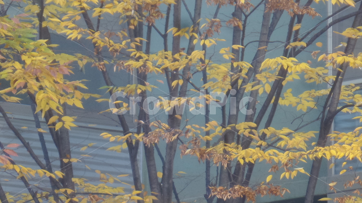 단풍,단풍나무,목련강,무환자나무목,관상수,낙엽활엽관목,정원수,노란색단풍,가을,계절,fall,autumn,season,식물,자연,plants,nature,나무,trees,wood,tree,plant