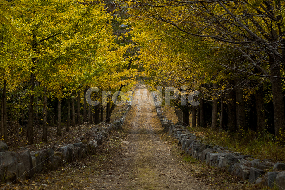 은행나무,은행나무숲,은행나무길,은행잎,산책,가을,계절,fall,autumn,season,자연,풍경,nature,landscape,ground,바닥,road,도로,tree,나무,plant,식물,gravel,자갈,dirt road,흙길