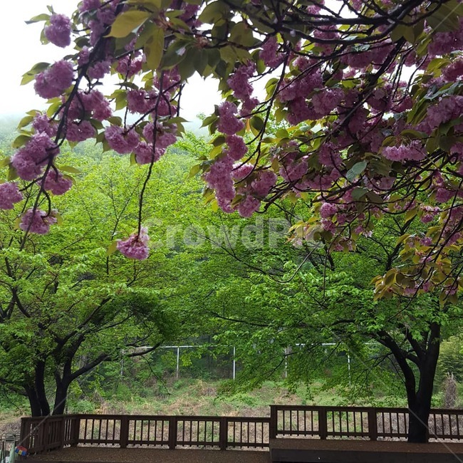왕벚꽃,벚꽃,봄,꽃놀이,봄날