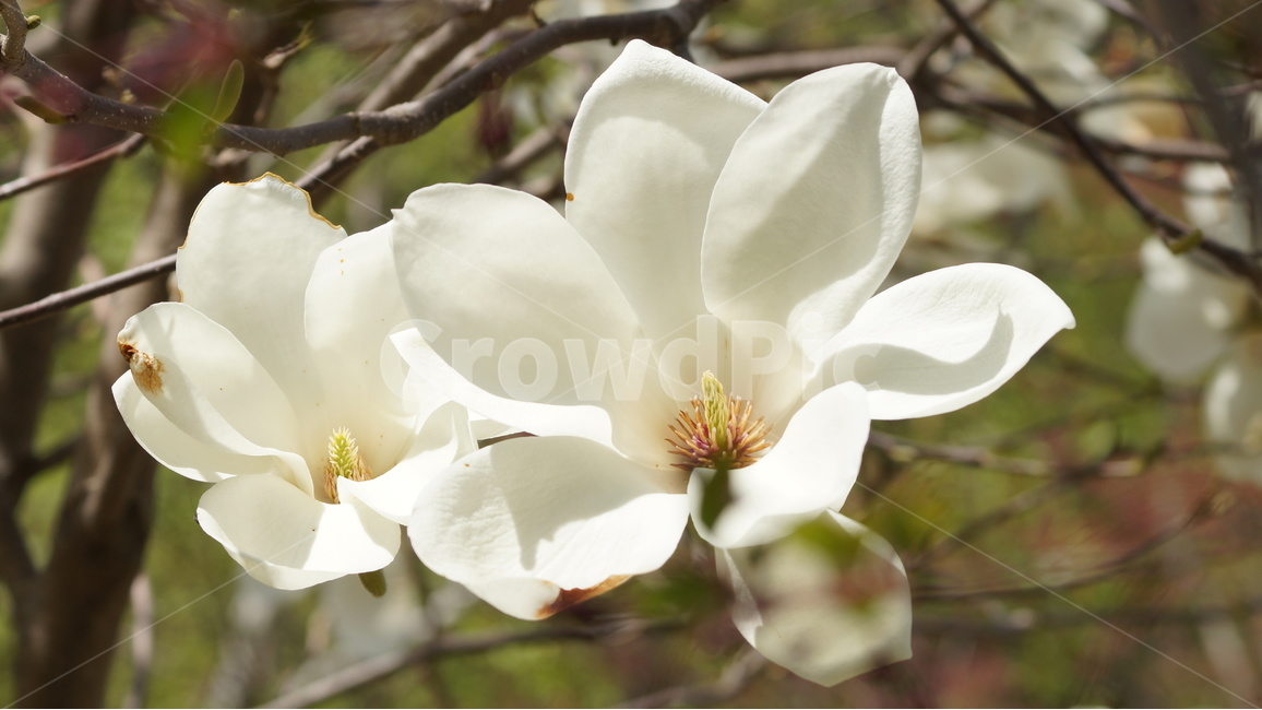꽃,봄꽃,자연,풍경,목련,봄,계절,spring,season,식물,자연,plants,nature,꽃,flower,plant