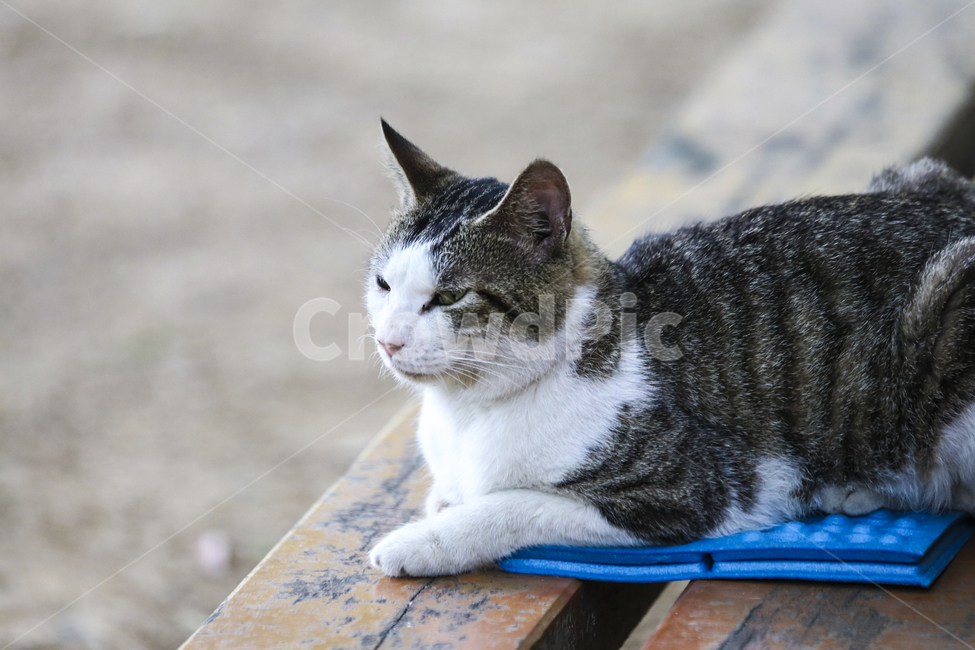 고양이,반려동물,애완동물,귀여움,동물,잠자는고양이,동물,animal,포유류,mammal,고양이,cat,kitten,kitty