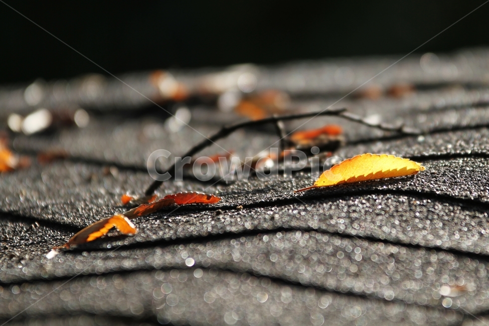 단풍잎,가을풍경,식물,자연,감성사진,단풍,가을,계절,fall,autumn,season,식물,자연,plants,nature,감성,sensible,feeling,plant,leaf,잎