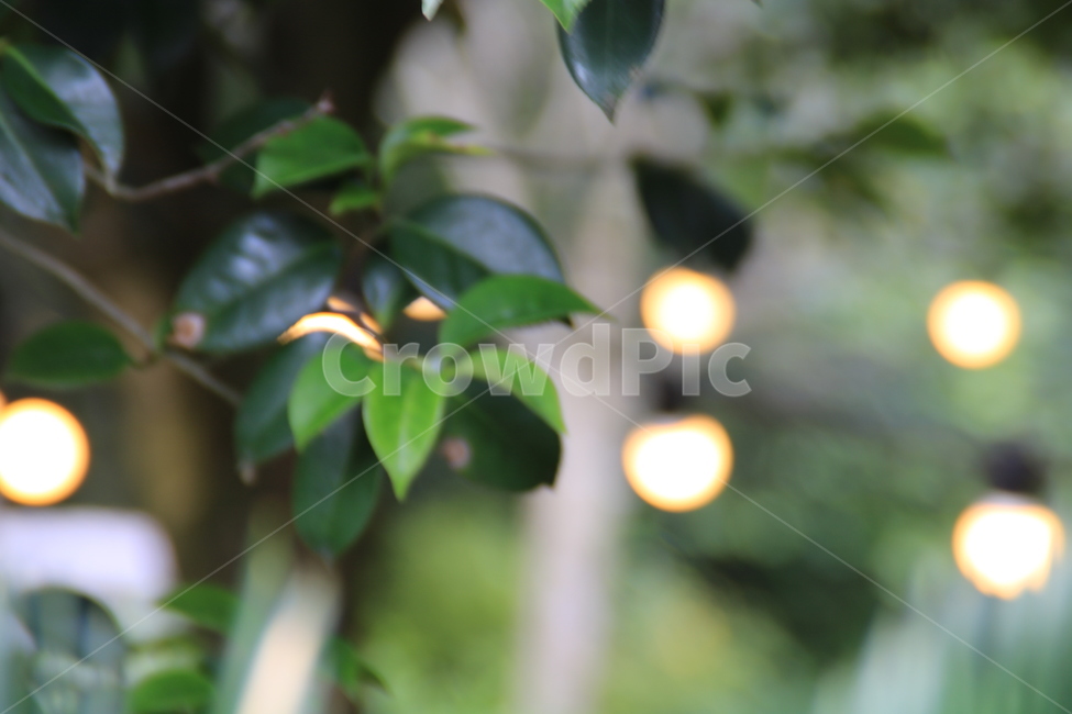 조명,귤나무,보케,밝은,귤조명,식물,자연,plants,nature