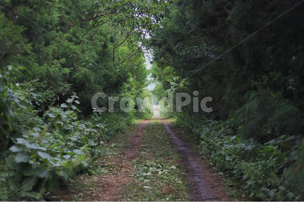 오름,누운오름,풀,산길,숲,나무,제주도,제주,길,forest,wood,jeju,자연,풍경,nature,landscape,제주도,jeju,jeju island,dirt road,흙길,gravel,자갈,road,도로,ground,바닥