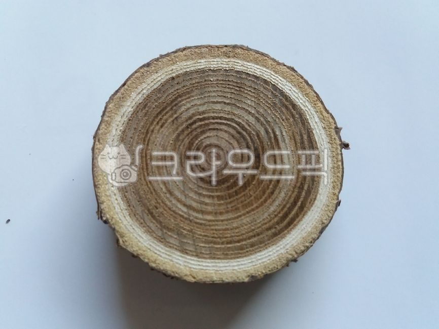 disk,tree stand,tree,growth ring,wood,circle,coaster,wood carving