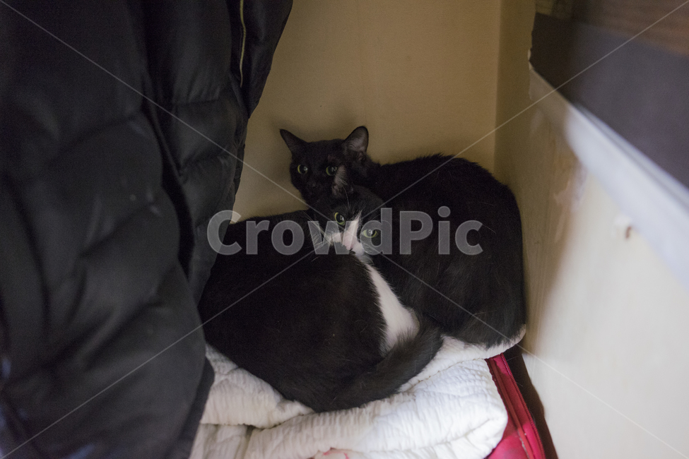 고양이,옥탑방고양이,길고양이,cat,애완묘,동물,animal,포유류,mammal,고양이,cat,kitten,kitty