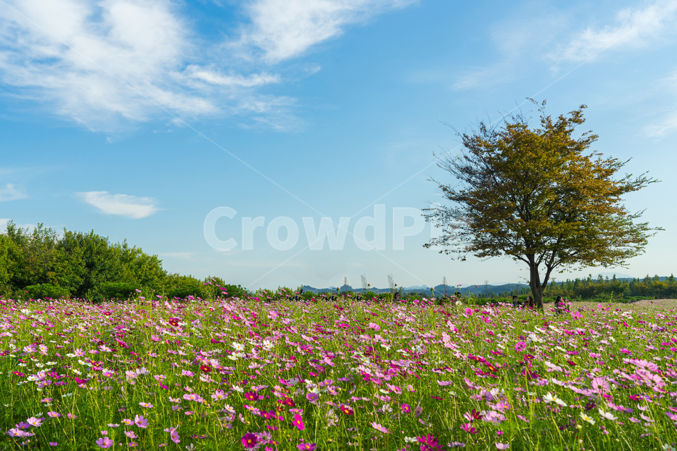코스모스,가을,감성사진,식물,계절,fall,autumn,season,휴식,힐링,rest,grassland,자연,들,field,countryside,meadow,꽃,flower,자연,풍경,nature,landscape,outdoors,옥외,목초지,farm,농장,rural,농촌