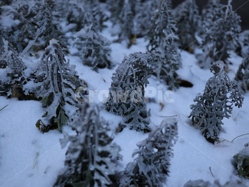겨울,숲,나무,겨울나무,겨울숲,식물,눈,snow,froest,winter,겨울,계절,winter,season